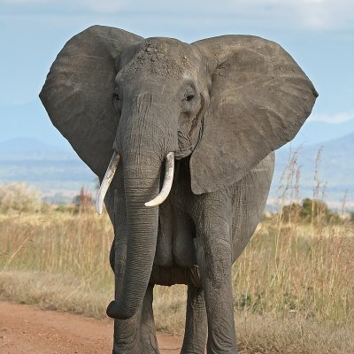 An African elephant in Tanzania ... the extinction process begins earlier than scientists previously understood. (Image: Wikipedia Commons)